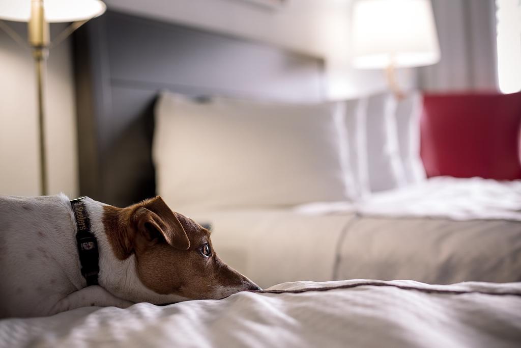 Superior Suite,1366133384:JPEG